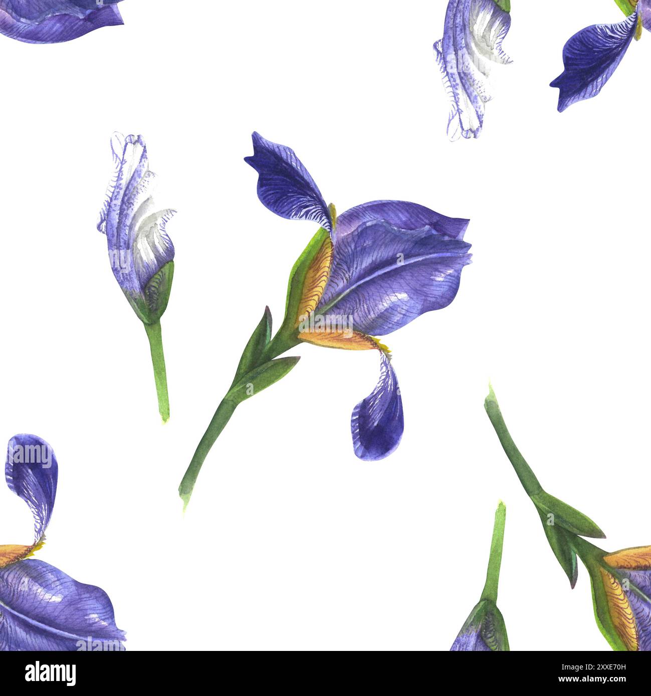 Nahtloses Blumenmuster mit lila Iris auf weißem Hintergrund. Handgezeichnet in Aquarell. Perfekt für Designprojekte, Heimtextilien und Verpackungen Stockfoto
