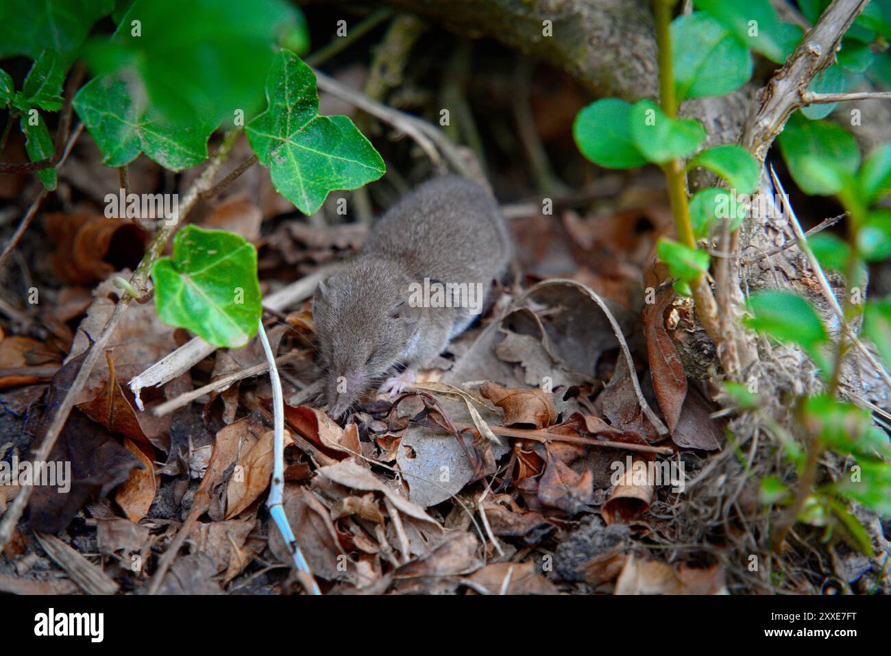 Pygmy Shrew im wilden Gras: Hellgrau-braunes Fell und langer haariger Schwanz 4 Stockfoto