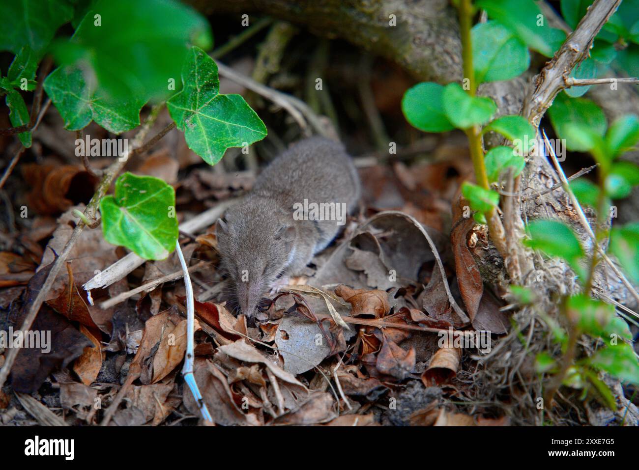 Pygmy Shrew im wilden Gras: Hellgrau-braunes Fell und langer haariger Schwanz 5 Stockfoto