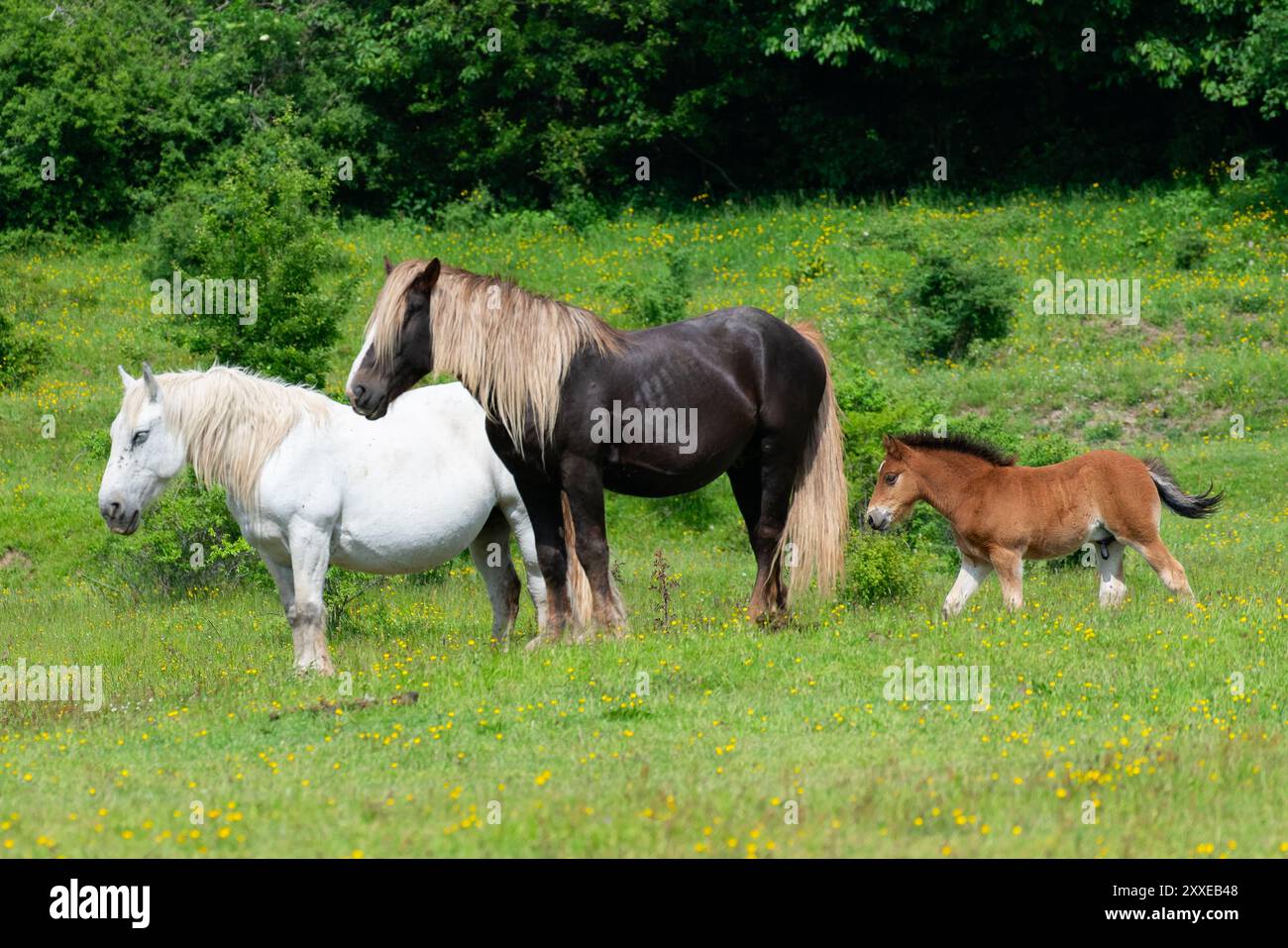 Pferde mit Fohlen auf einer Weide im Frühling in Kroatien. Stockfoto