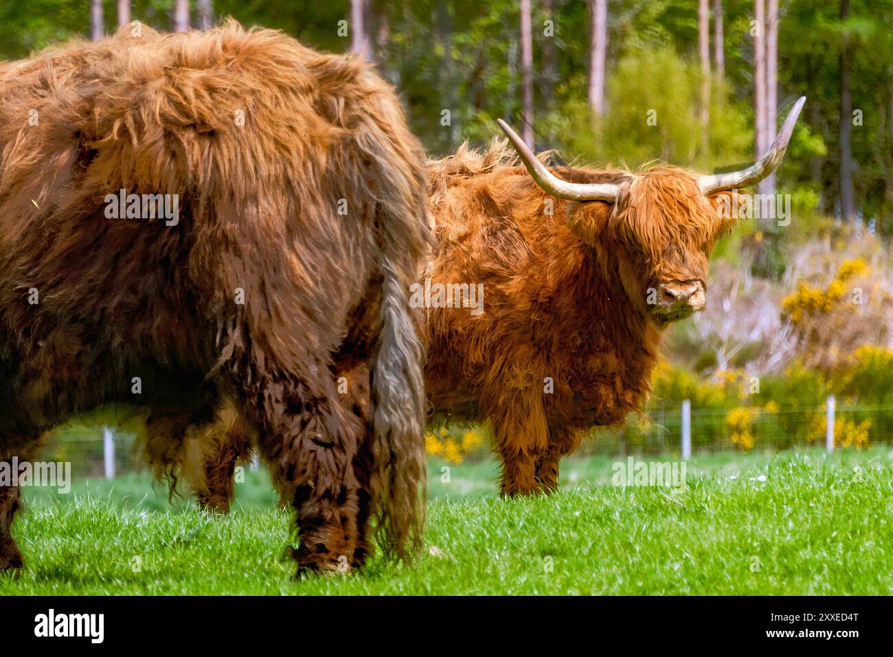 Zwei große Yaks mit langen Hörnern stehen im Grasland leer. Stockfoto