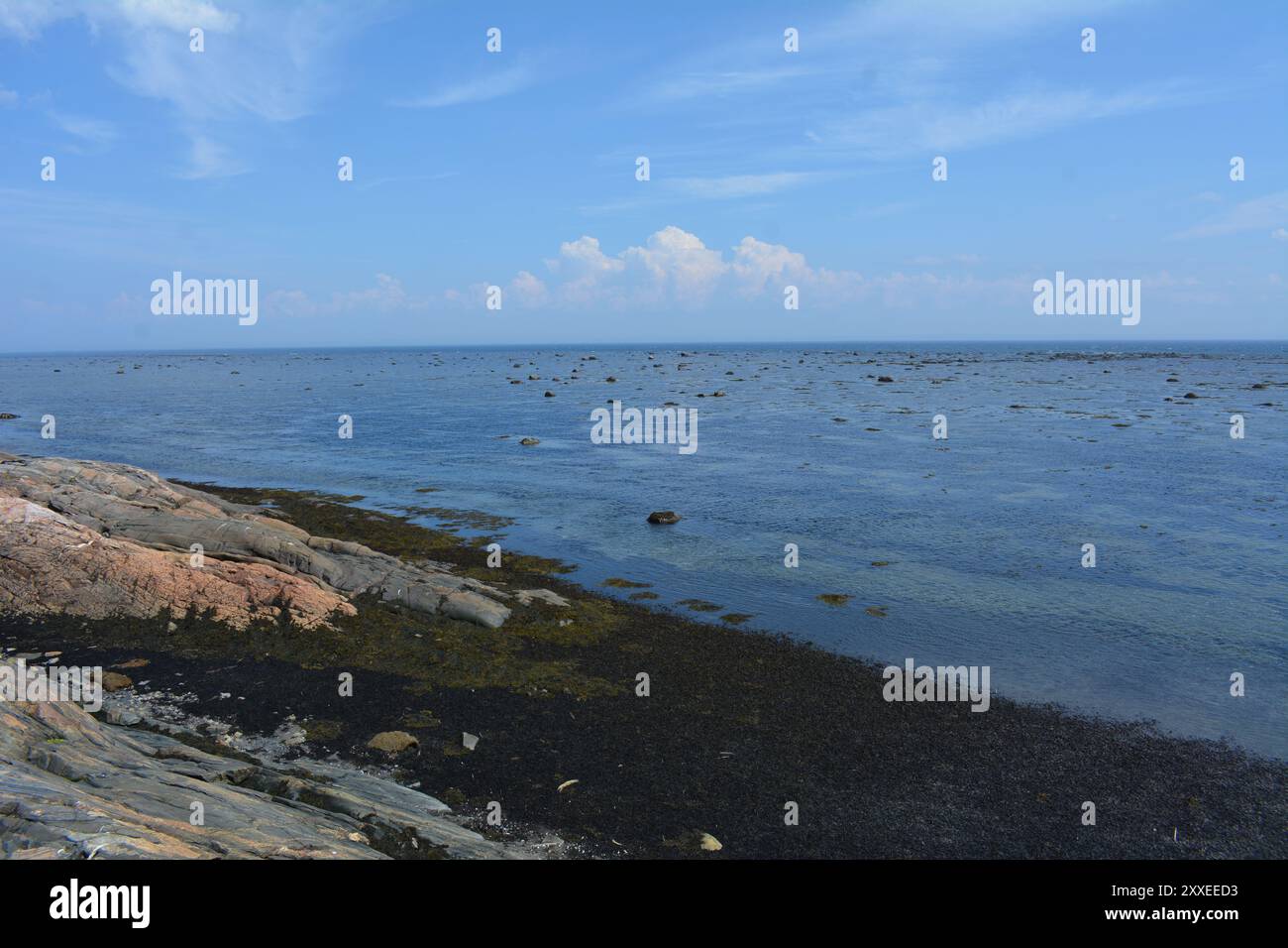 Getreidefeld in Ontario in der Nähe von Arnprior mit alter Holzscheune im Hintergrund mit blauem Himmel Stockfoto