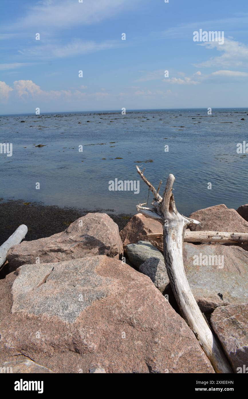 Getreidefeld in Ontario in der Nähe von Arnprior mit alter Holzscheune im Hintergrund mit blauem Himmel Stockfoto