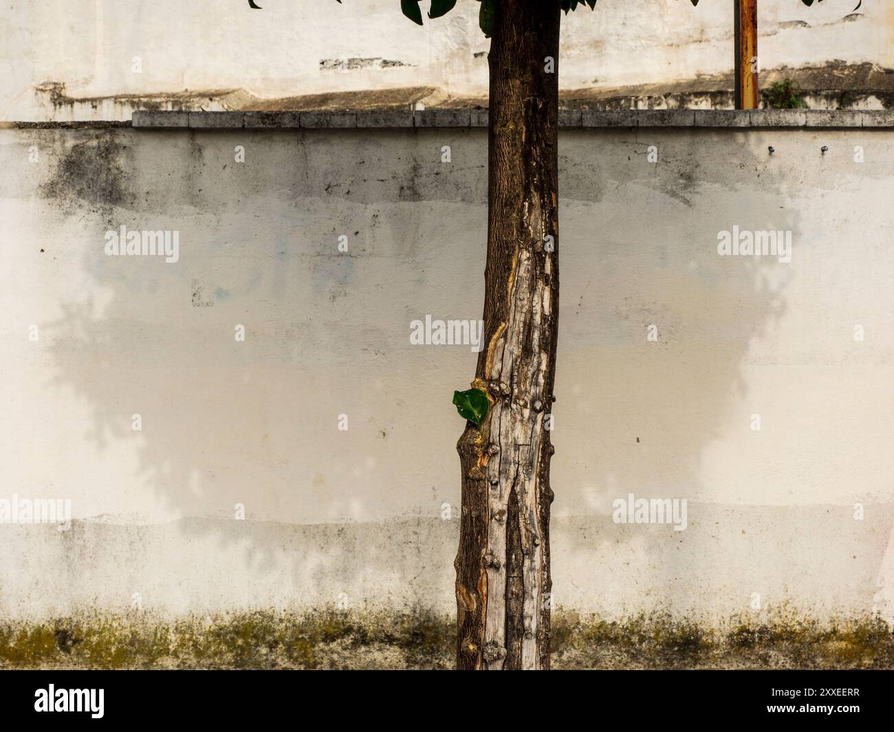 Baumstamm vor einer Fassade Stockfoto