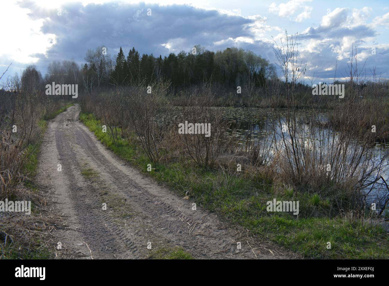 Getreidefeld in Ontario in der Nähe von Arnprior mit alter Holzscheune im Hintergrund mit blauem Himmel Stockfoto
