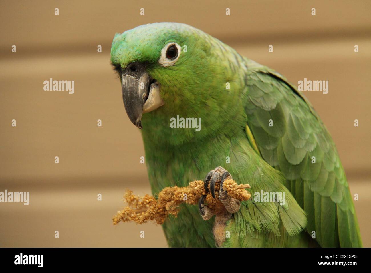 Ein Grüner Papageienvogel Isst Hirsensamen. Stockfoto