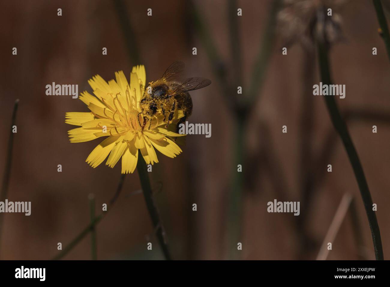 Honigbiene bedeckt mit Pollen, Futter von einer Löwenzahnblüte Stockfoto