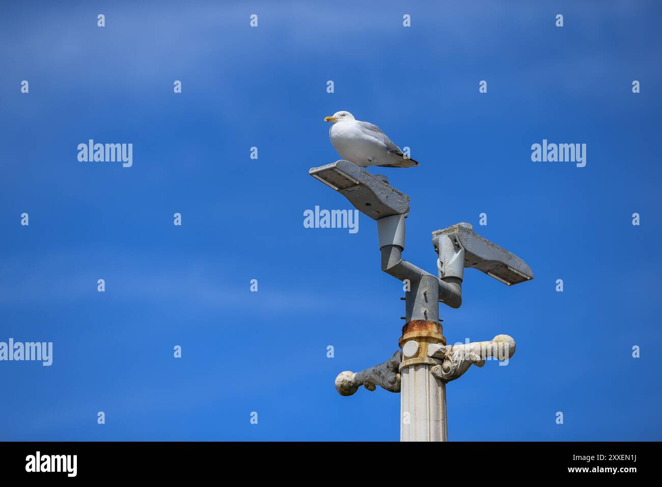 Brighton Seagull saß auf einem kunstvollen Laternenlicht vor einem sonnigen blauen Himmel Stockfoto