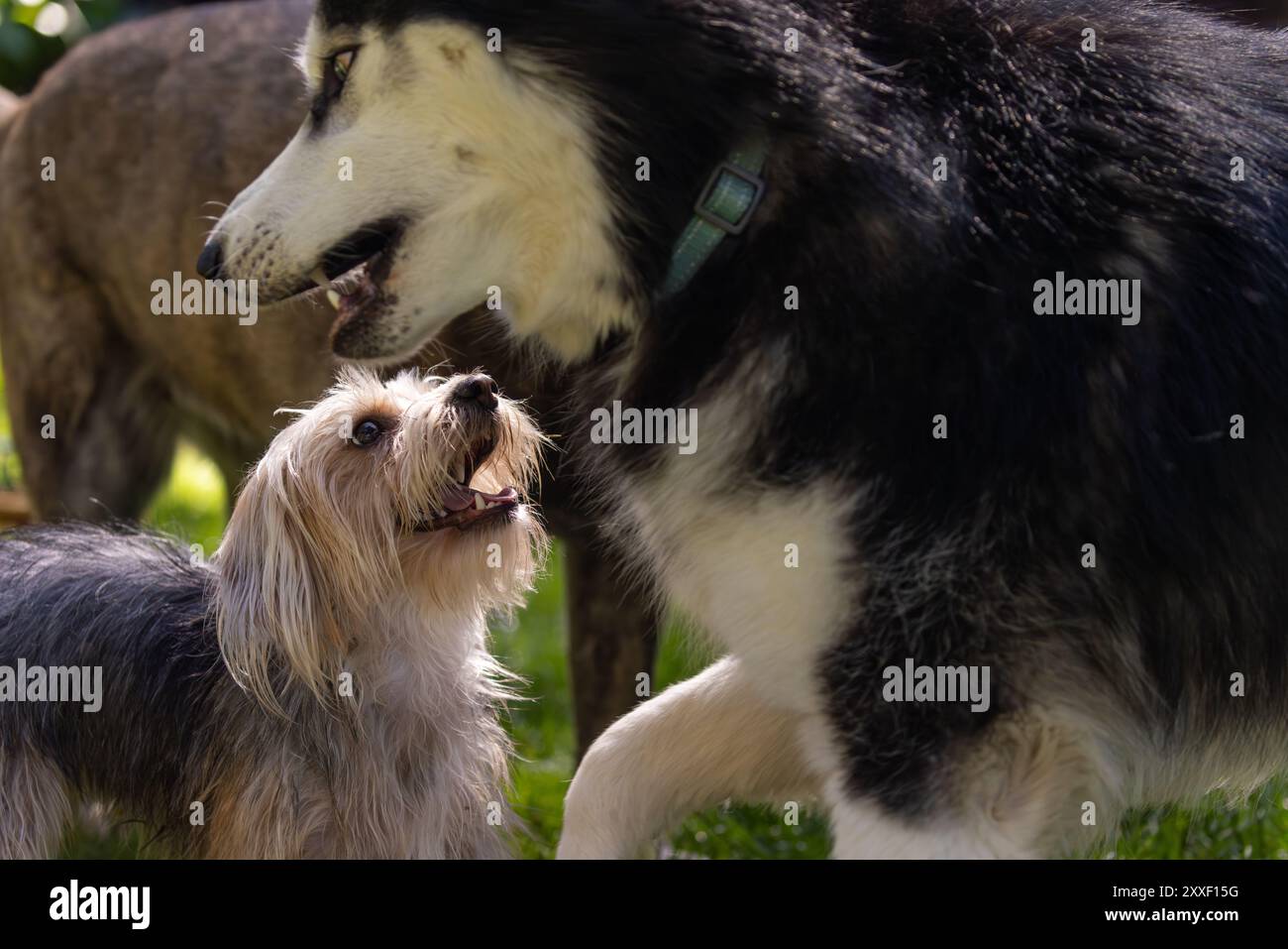 Großer Husky und kleiner Yorkie lächeln im Hundepark Stockfoto