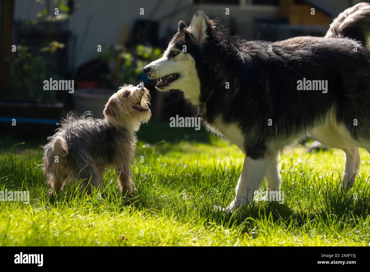Glücklicher Yorkie und Freund Husky im Grashof Stockfoto