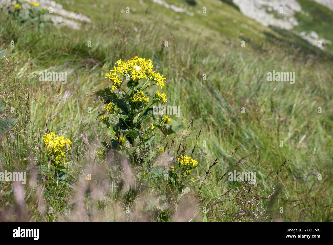 Gelbe und kleine Blüten auf grünem Gras Stockfoto