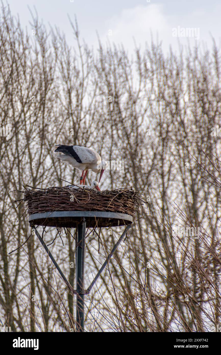 Ein paar Störche in ihrem Nest, hoch auf einem Stab. Stockfoto