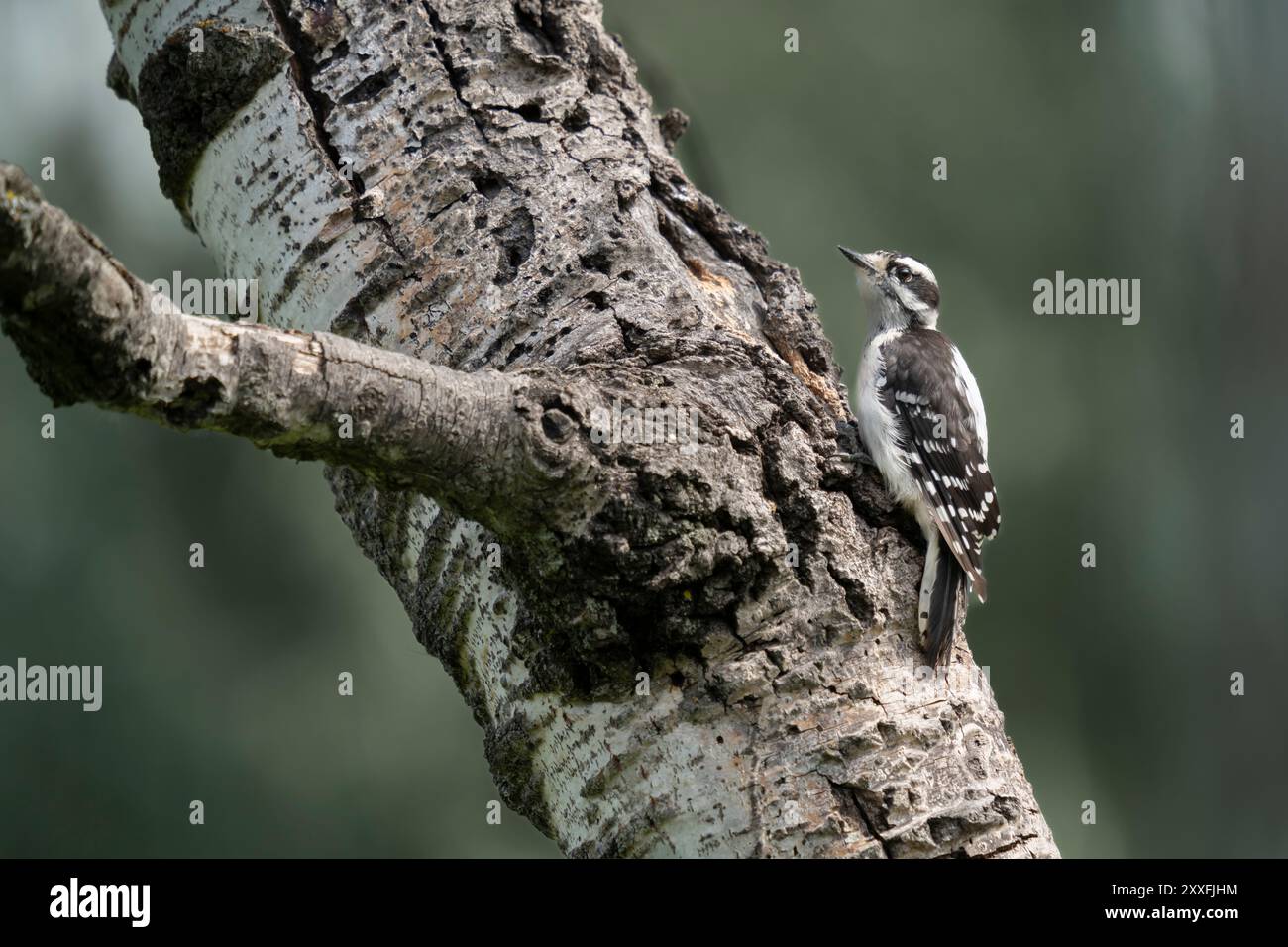 Ein Flaumspecht auf einem Baum bei FortWhyte Alive, Winnipeg, Manitoba, Kanada. Stockfoto