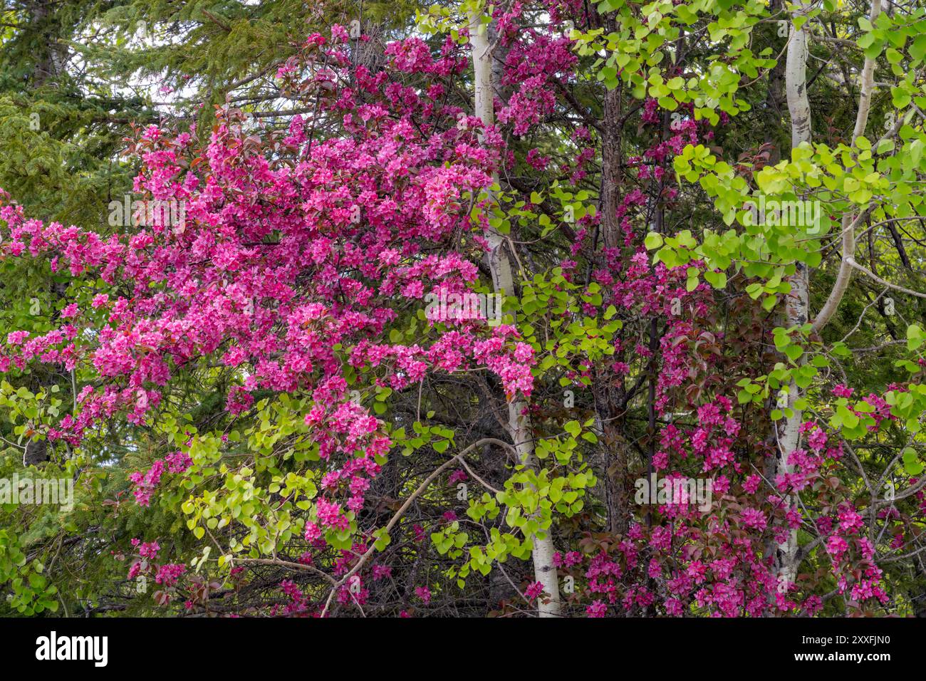 Kirschblüten auf den Bäumen im Wald in der Nähe von Williams, Minnesota, USA. Stockfoto