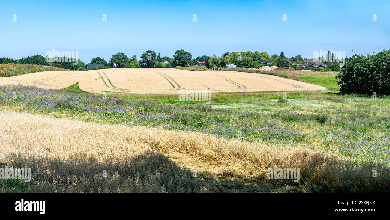 Hügel mit goldenen Weizenfeldern rund um den Timmendorfer Strand, Deutschland Stockfoto