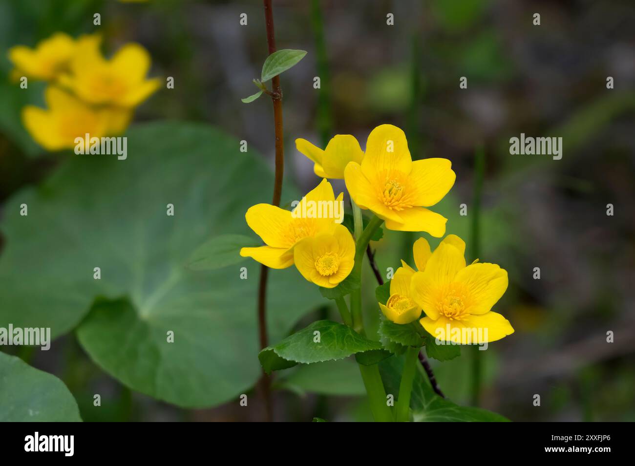 Die Marsh Ringelblume blüht in den Feuchtgebieten des Itasca State Park, Minnesota, USA. Stockfoto