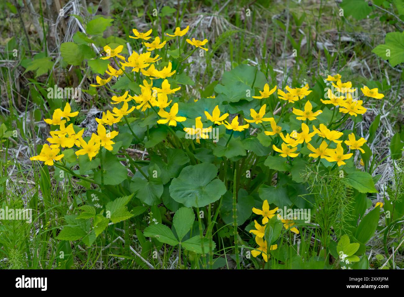 Die Marsh Ringelblume blüht in den Feuchtgebieten des Itasca State Park, Minnesota, USA. Stockfoto