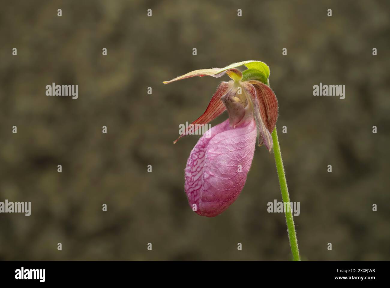 Die stiellose Lady's Slipper oder Mokassin Blume blüht im Belair Provincial Forest in Manitoba, Kanada. Stockfoto