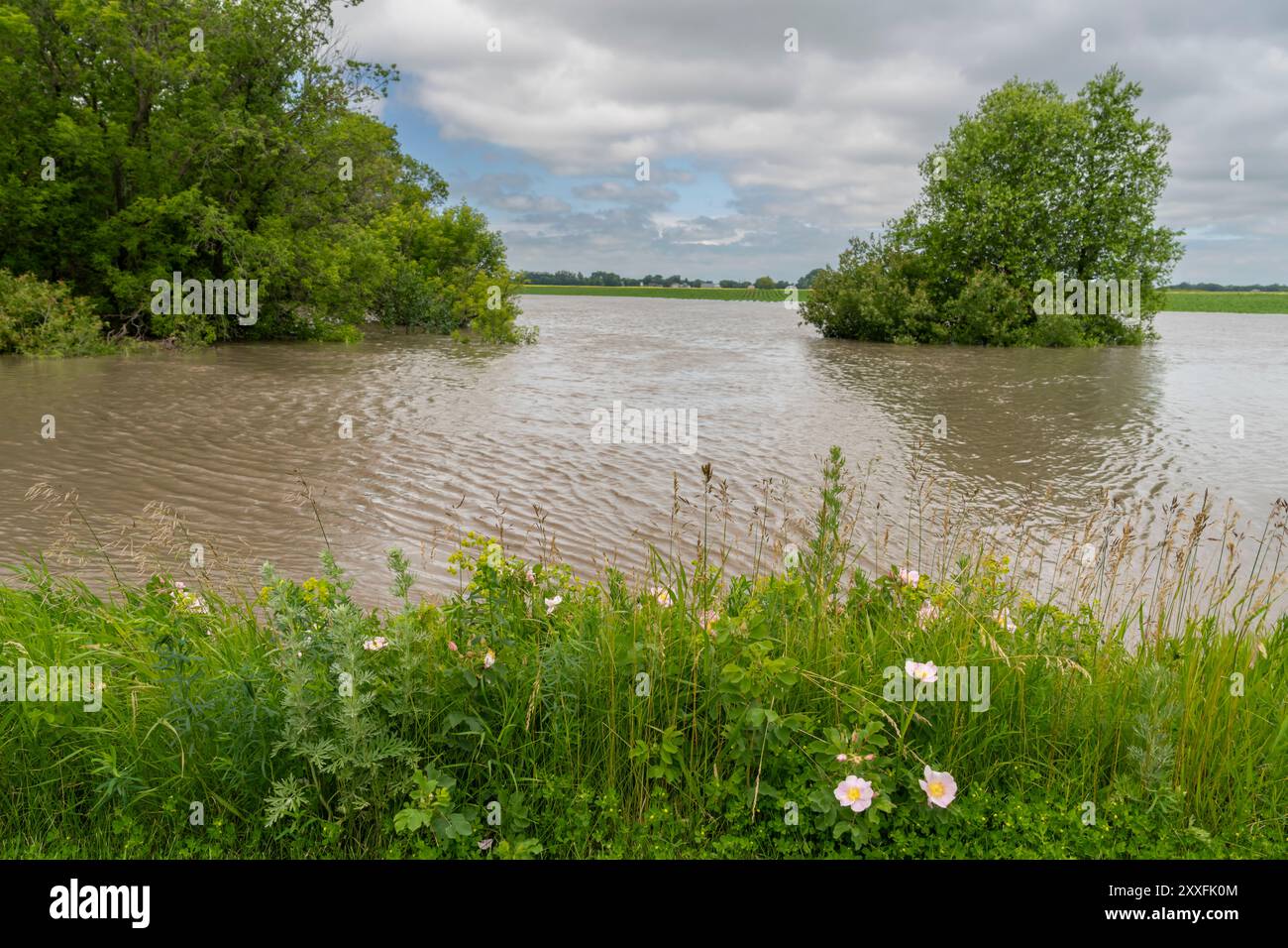 Überflutete Felder nach starken Regenfällen in der Nähe von Schanzenfeld, Manitoba, Kanada. Stockfoto