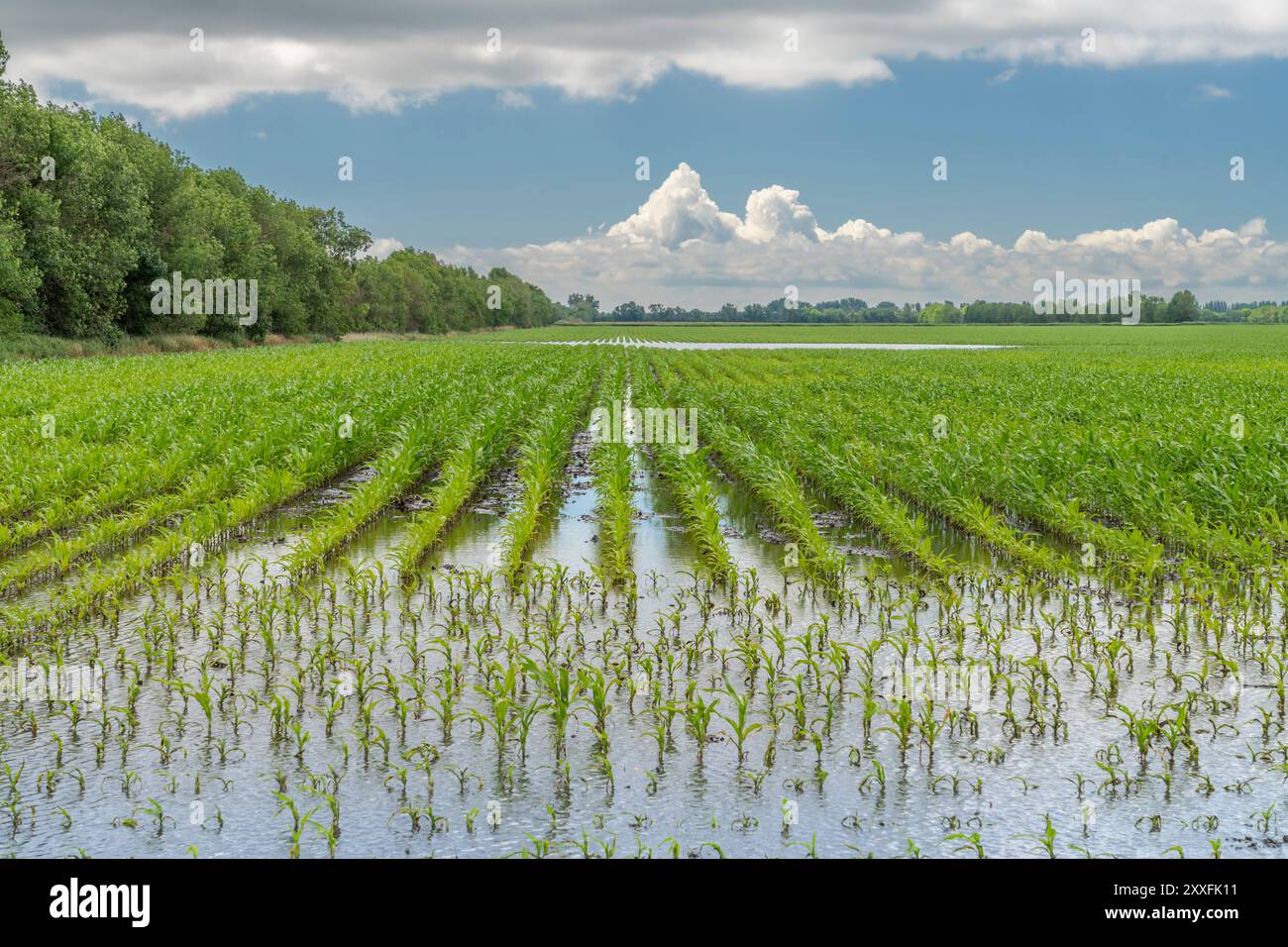 Ein überflutetes Maisfeld nach starken Regenfällen in der Nähe von Schanzenfeld, Manitoba, Kanada. Stockfoto