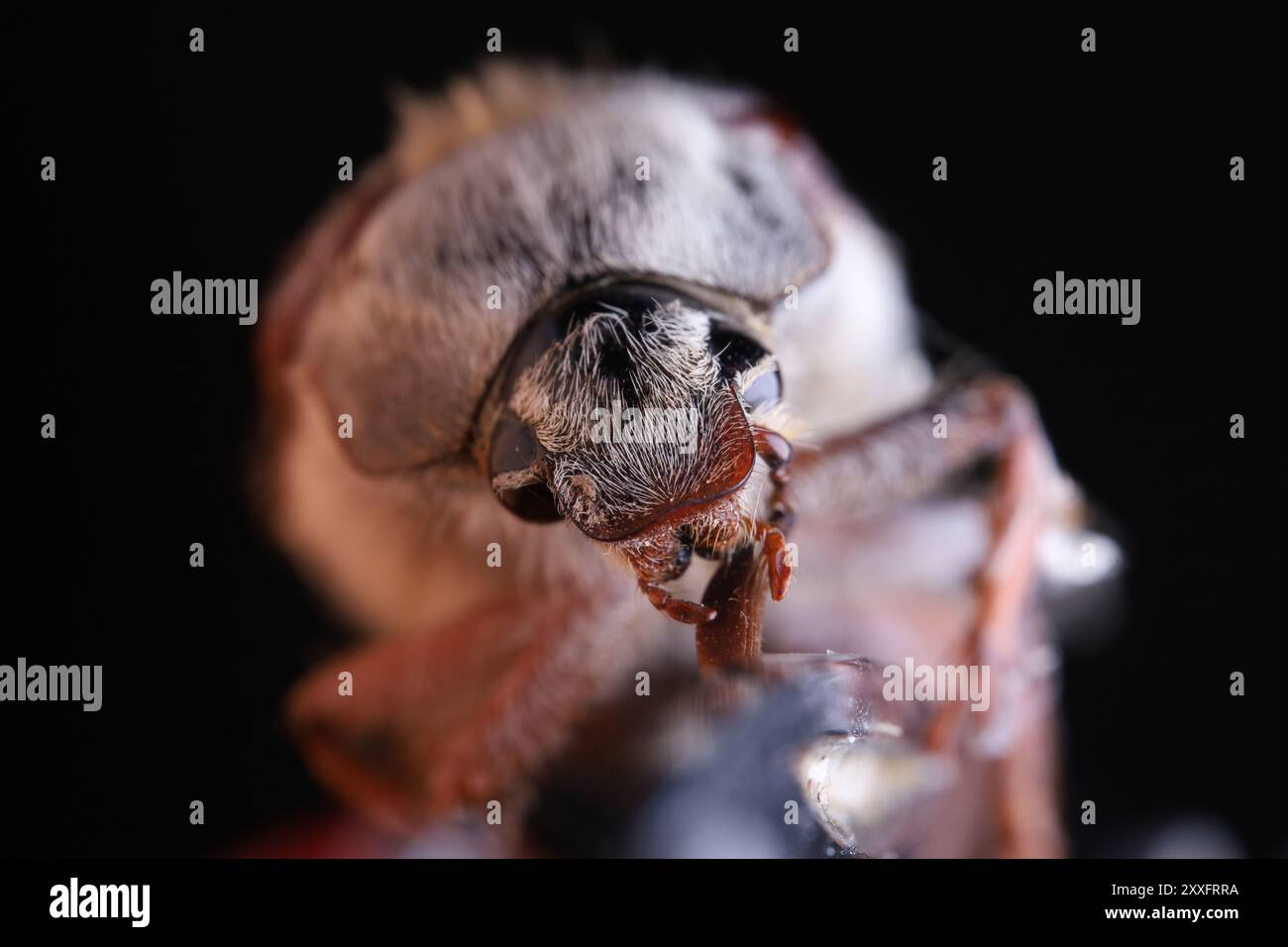 Der gewöhnliche Cockchafer in Makroaufnahmen, extreme Makroaufnahmen, Augendetails, kann auf dunklem Hintergrund wankern, Stockfoto