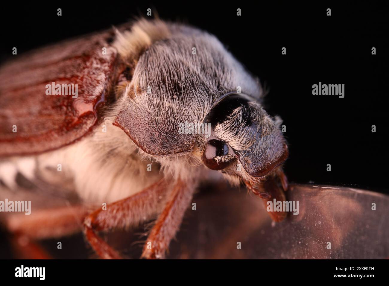 Der gewöhnliche Cockchafer in Makroaufnahmen, extreme Makroaufnahmen, Augendetails, kann auf dunklem Hintergrund wankern, Stockfoto