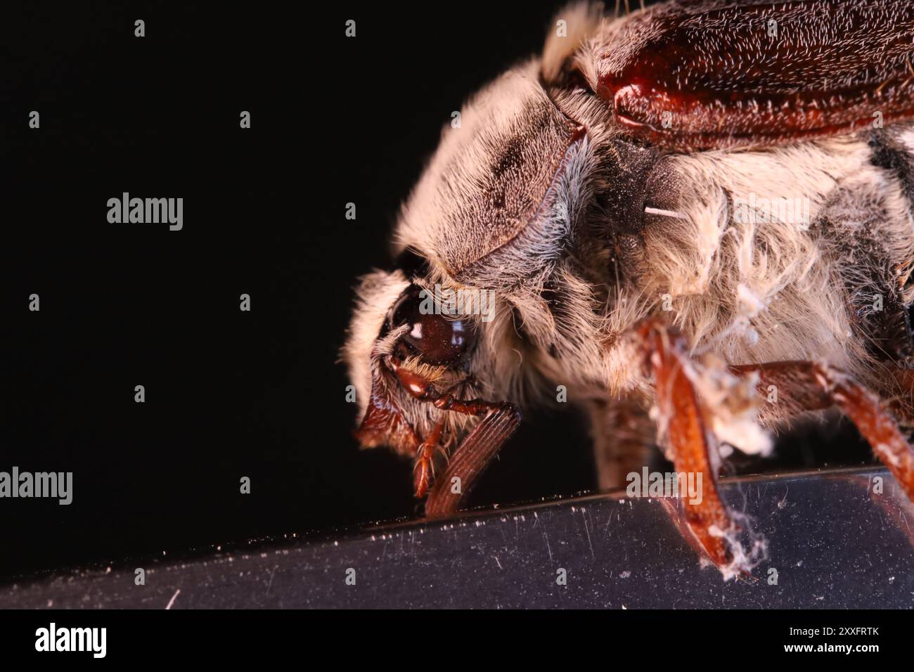 Der gewöhnliche Cockchafer in Makroaufnahmen, extreme Makroaufnahmen, Augendetails, kann auf dunklem Hintergrund wankern, Stockfoto