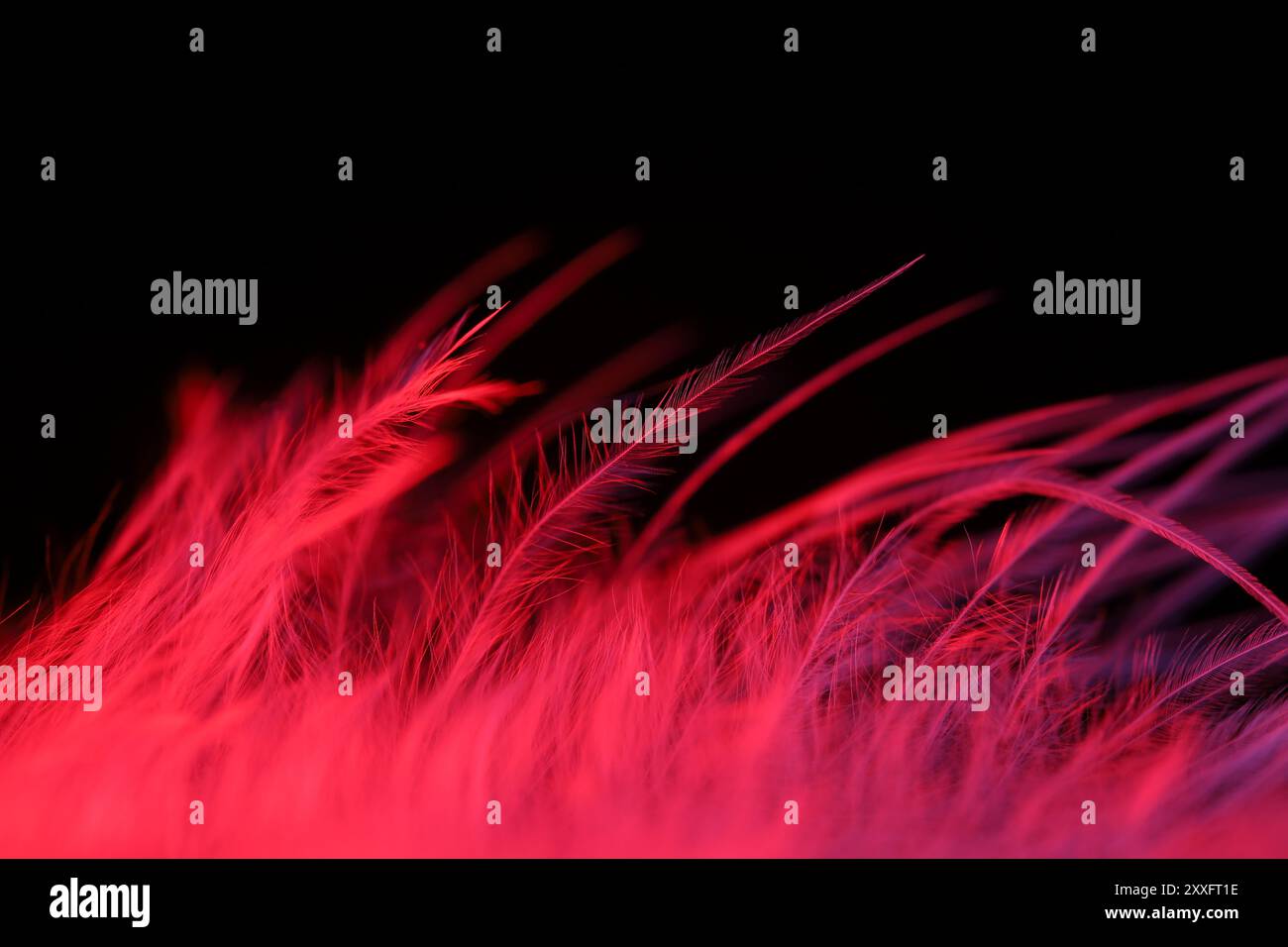 Rote Textur abstrakt auf schwarzem Hintergrund, Vogelfeder, natürliches Thema Stockfoto