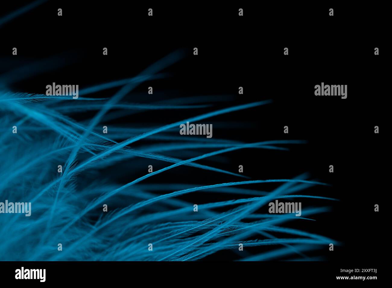 Blaue Textur abstrakt auf schwarzem Hintergrund, Vogelfeder, schöne dunkle Kunst Stockfoto