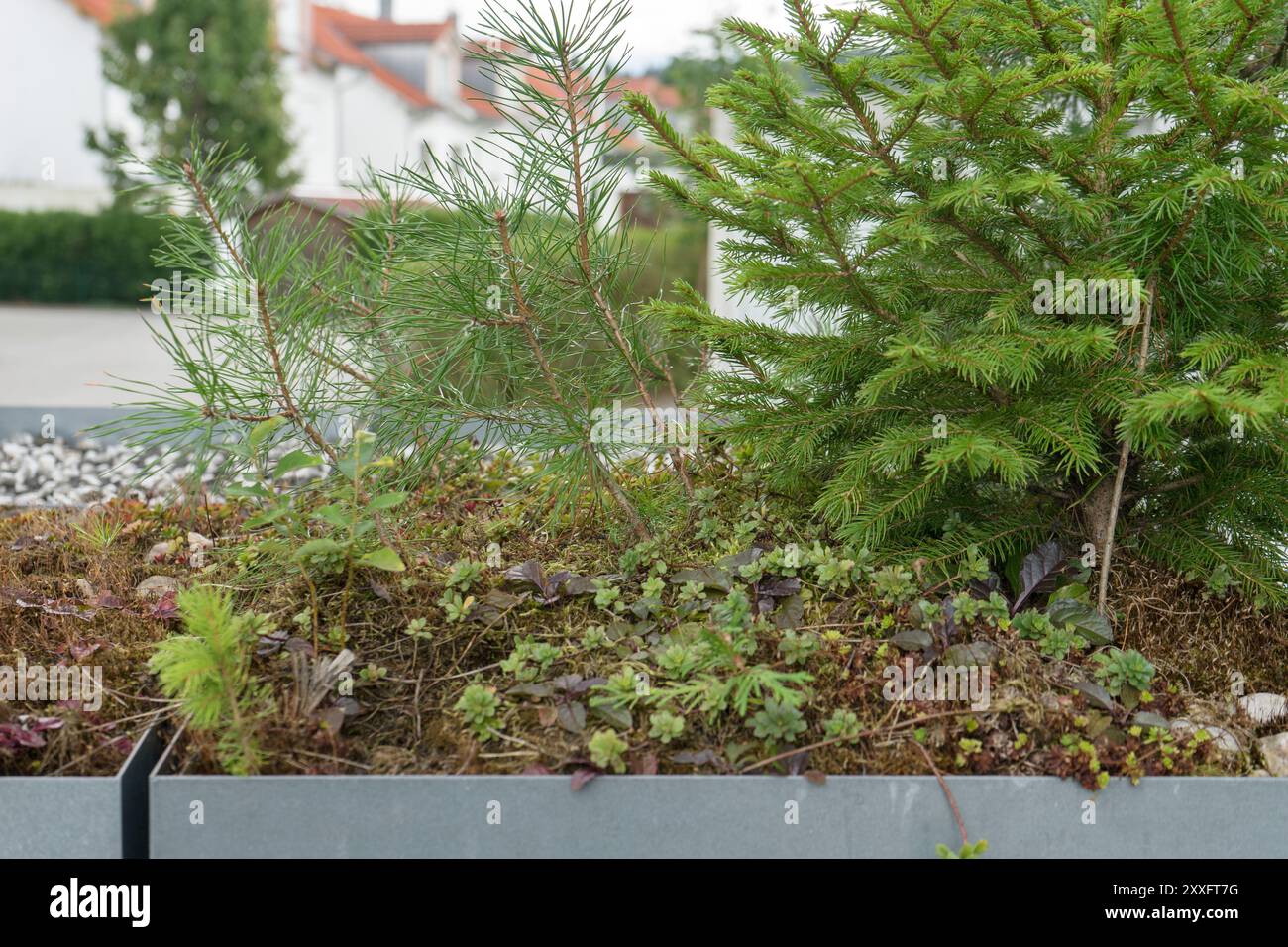 Begrüntes Dach mit Sedum und jungen Kiefern- und Tannenpflanzen Stockfoto