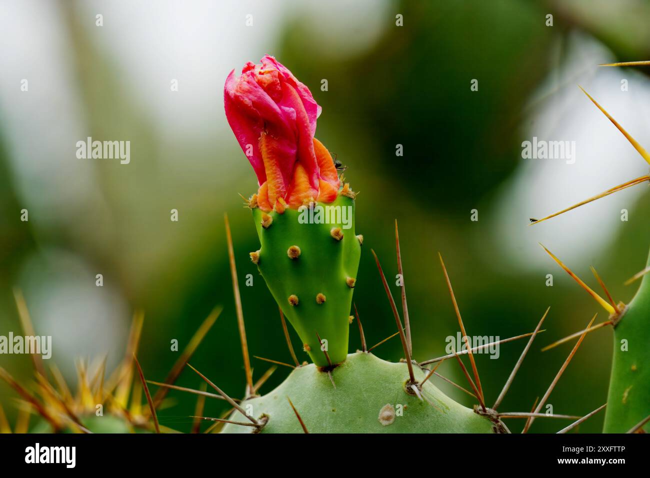 Eine Nahaufnahme eines Kaktusses mit einer bunten Blume, die die einzigartige Kombination von Stacheln und Blüten hervorhebt Stockfoto