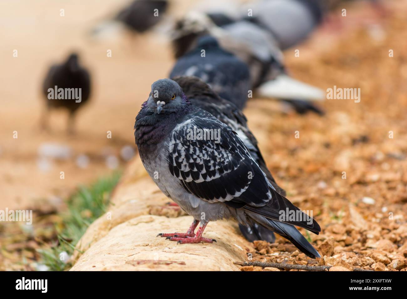 Wilde Taube auf dem Boden im Park in Imsida, Malta Stockfoto