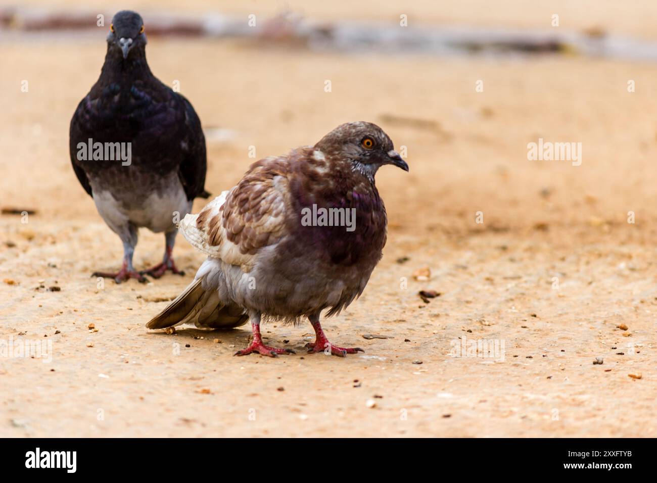 Wilde Taube auf dem Boden im Park in Imsida, Malta Stockfoto