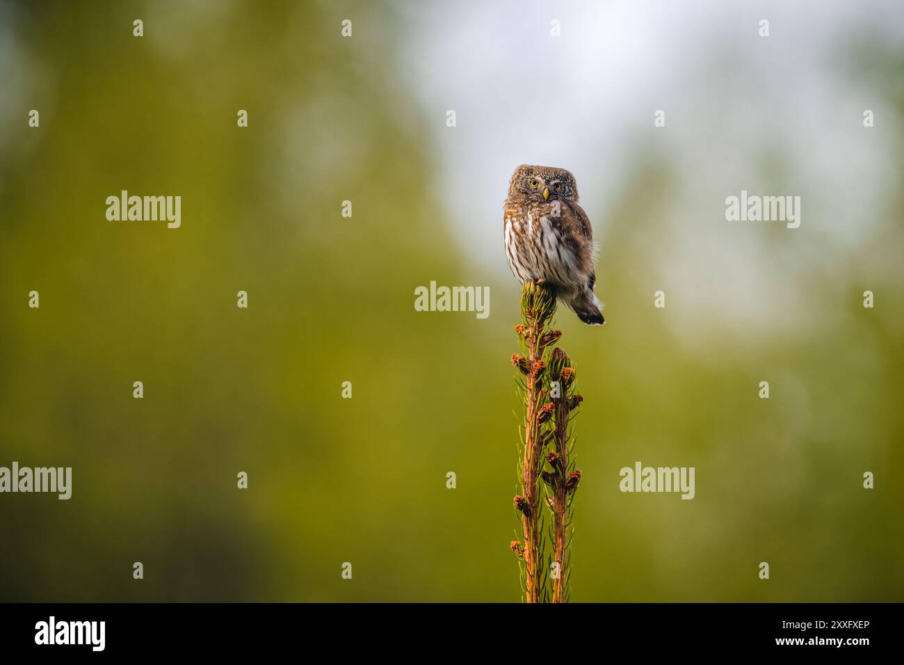 Ein eurasischer Zwergkauz (Glaucidium passerinum) sitzt auf der Spitze einer Fichte und schaut sich im Wald um. Der Hintergrund ist eine grüne Unschärfe, hig Stockfoto