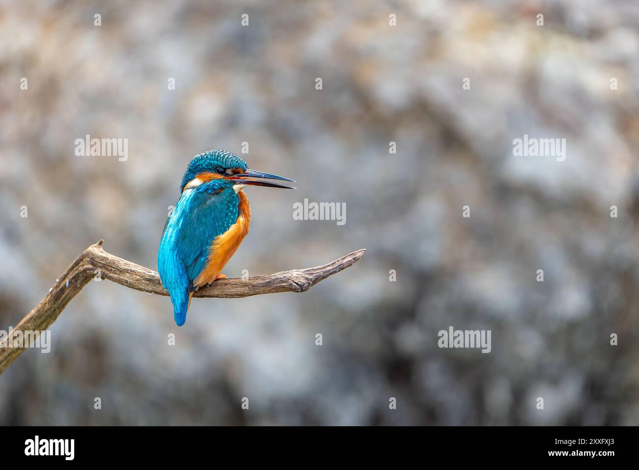 Eine Nahaufnahme eines gewöhnlichen eisvogels (Alcedo atthis), der auf einem Ast thront. Die detaillierte Ansicht hebt die lebendigen Farben und die komplizierten Federn des Vogels hervor Stockfoto