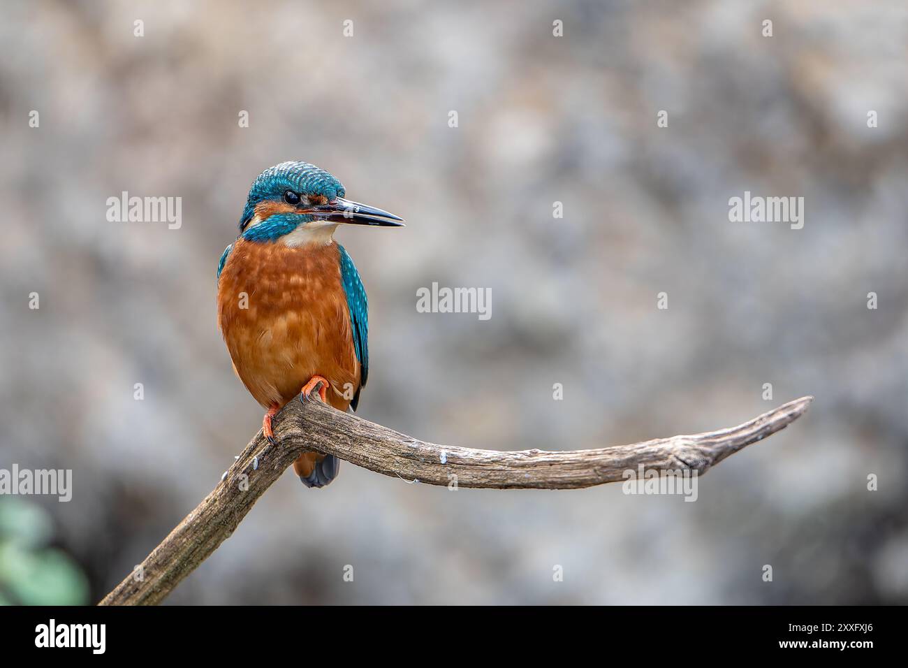 Eine Nahaufnahme eines gewöhnlichen eisvogels (Alcedo atthis), der auf einem Ast thront. Die detaillierte Ansicht hebt die lebendigen Farben und die komplizierten Federn des Vogels hervor Stockfoto