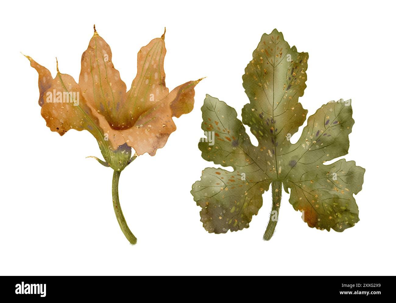 Wunderschön illustrierte getrocknete und grüne Feigenblätter, die ideal für verschiedene Kunstprojekte und Naturstudien sind. Isolierte Objekte auf weißem Hintergrund für die Gestaltung von Broschüren, Flyern, E-Packs, Websites, Artikeln, Etikett oder Werbung. Stockfoto