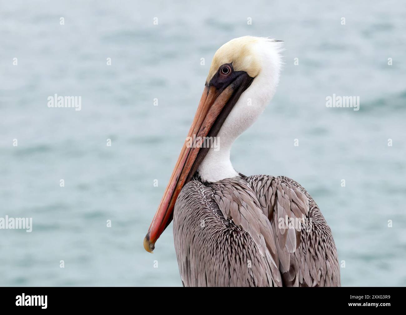 Braunpelikan, Braunpelikan, Pélican brun, Pelecanus occidentalis Urinator, barna gödény, Isabela Island, Galápagos, Ecuador, Südamerika Stockfoto