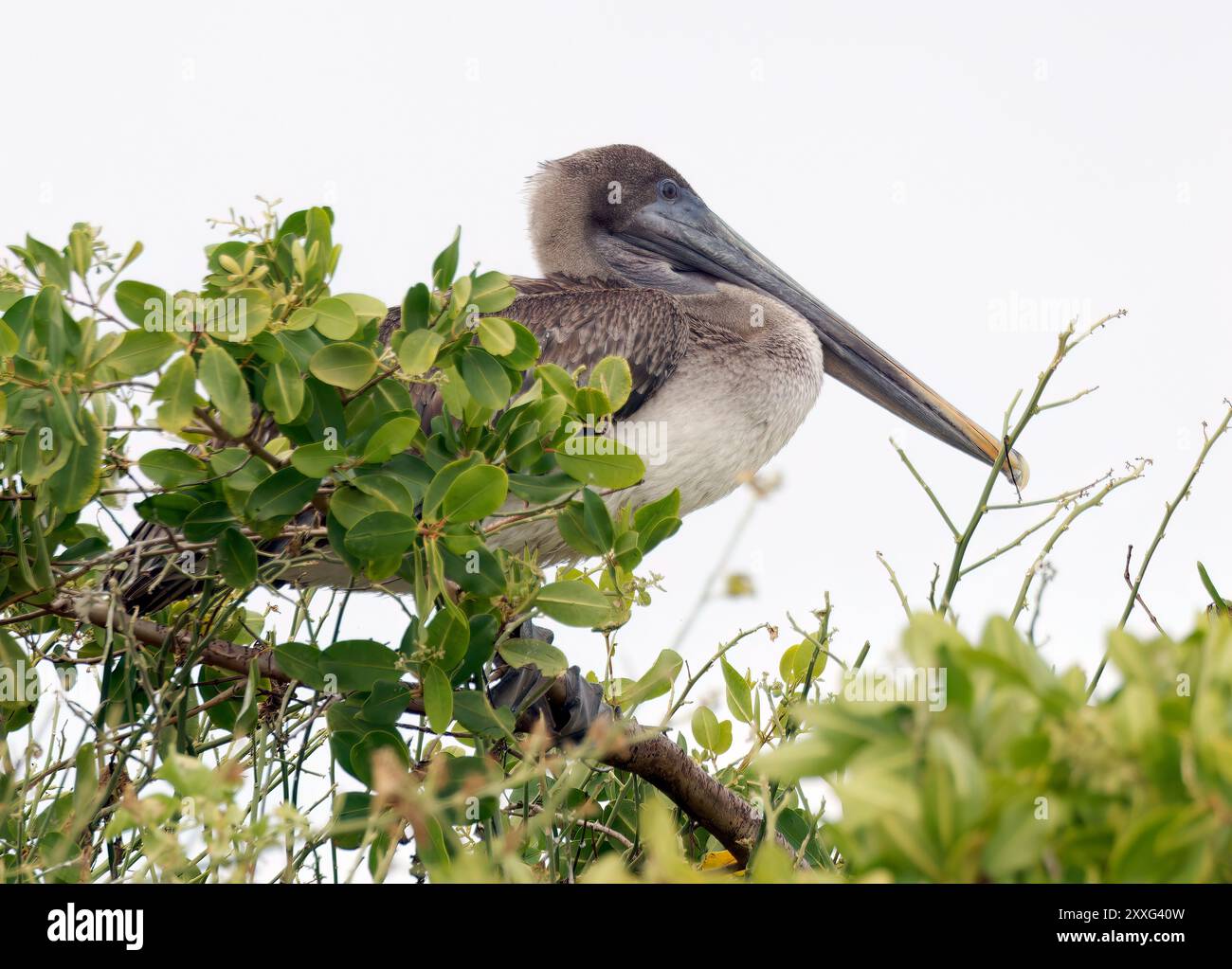 Braunpelikan, Braunpelikan, Pélican brun, Pelecanus occidentalis Urinator, barna gödény, Isabela Island, Galápagos, Ecuador, Südamerika Stockfoto