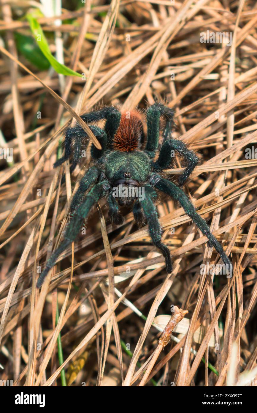 Catumiri sp. Spider, eine Gattung südamerikanischer Taranteln, in Sao Francisco de Paula, südlich von Brasilien Stockfoto