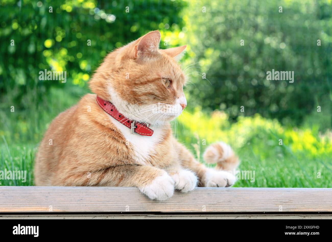 Ingwerkatze mit rotem Kragen posiert vor einer natürlichen Kulisse. Stockfoto