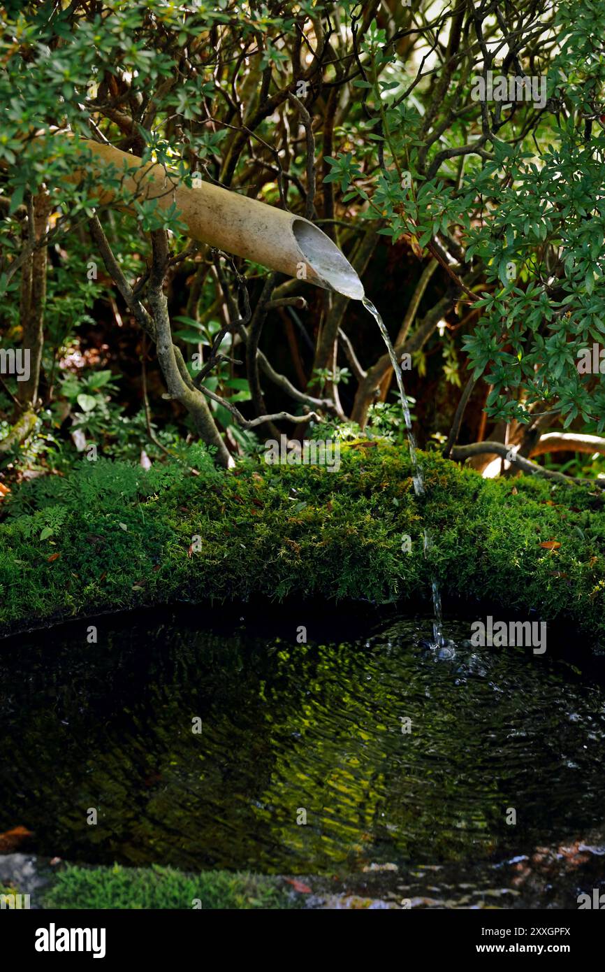 Bambus-Wasserauslauf in einem japanischen Garten Stockfoto