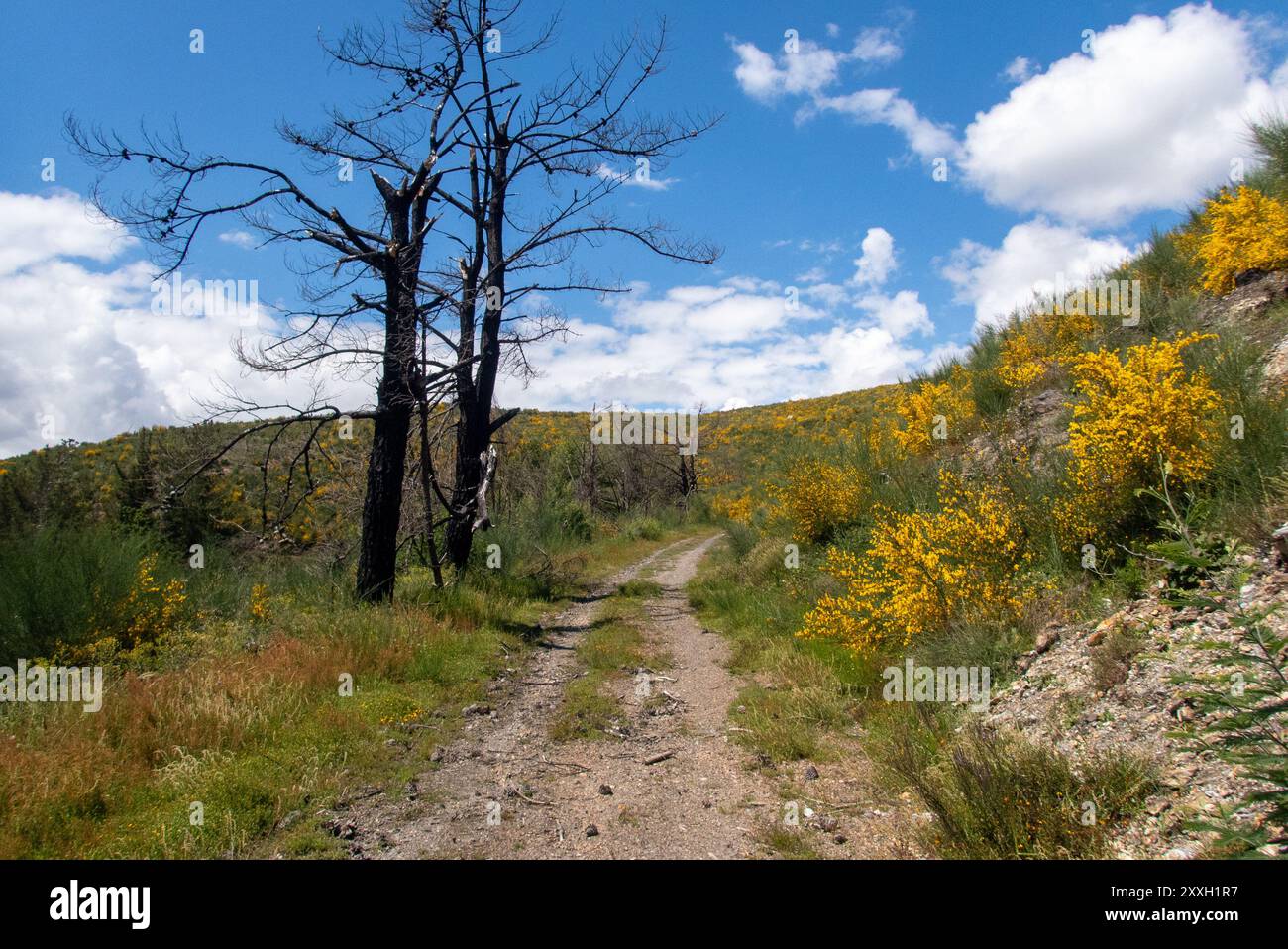 Der Sommerhimmel über toten Bäumen und Ginsterbüschen in blühender Blüte. Ein Comeback der Natur, während Spuren eines Waldbrandes in der Nähe des Camino de Invierno auf dem Weg nach Santiago de Compostela noch sichtbar sind. Stockfoto