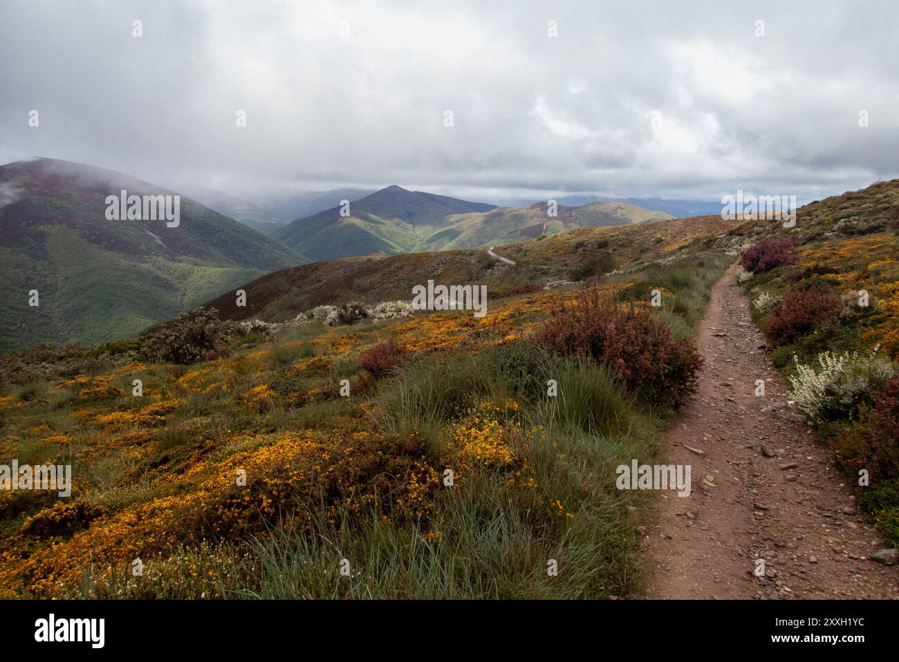 Ginsterbüsche in voller Blüte und niedrige hängende Wolken über den Bergen und zerklüftete Pfade in der Nähe von El Acebo auf dem Jakobsweg entlang der Bühne zwischen Foncebadón und Ponferrada. Stockfoto