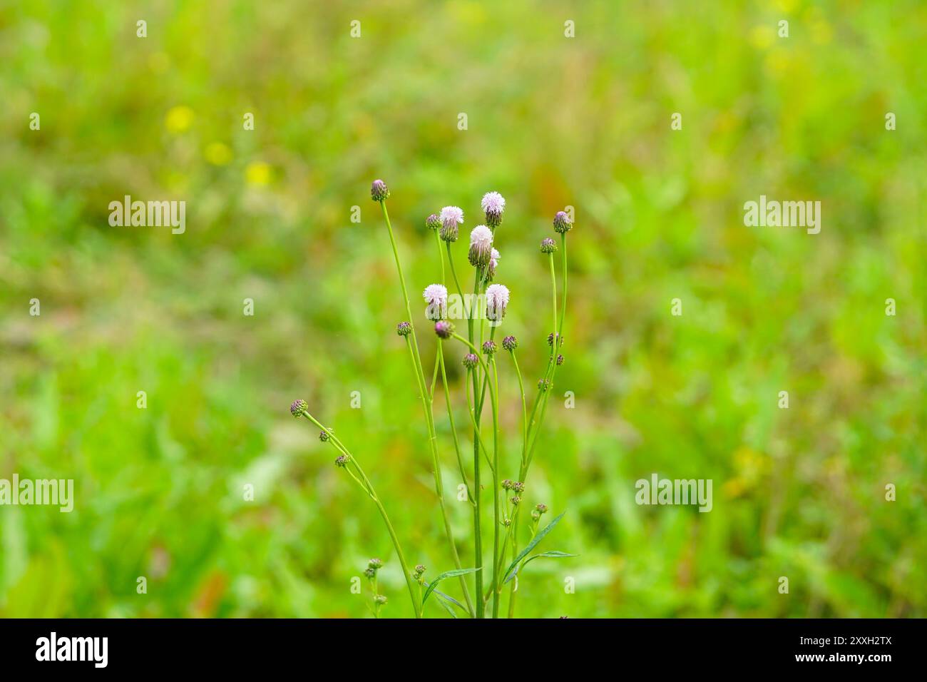 Eine Nahaufnahme der Hemisteptienblüte in voller Blüte mit Zweigen und Blättern Stockfoto