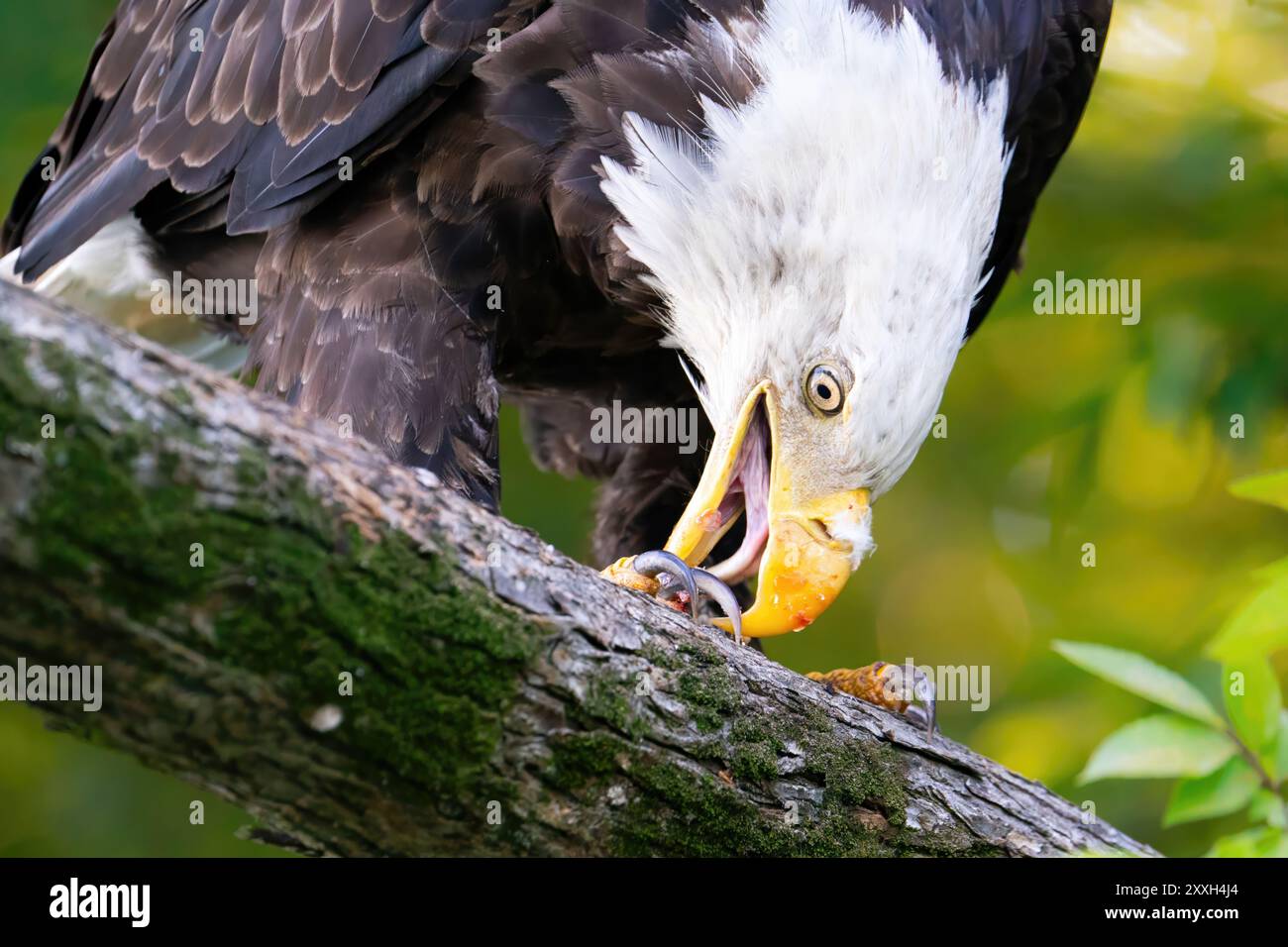 Ein amerikanischer Weißkopfseeadler isst Fischstücke, um ihr Essen zu fischen. Stockfoto