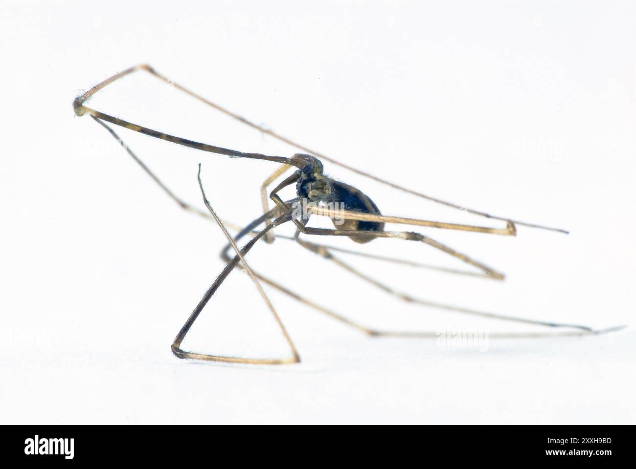 Nahaufnahme einer Spinne Stockfoto