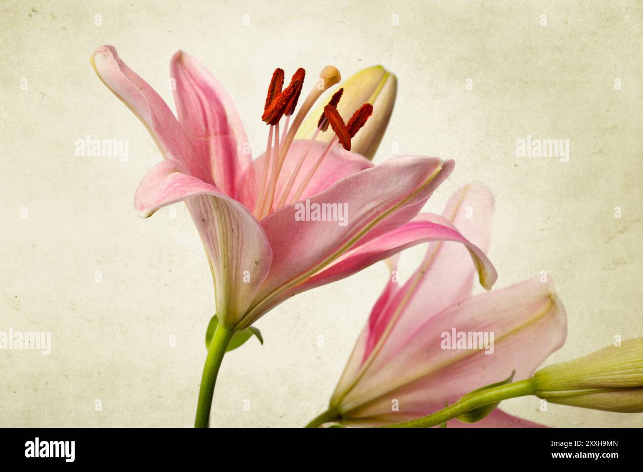 Rosafarbene Lilien im Retro-Illustration-Look Stockfoto
