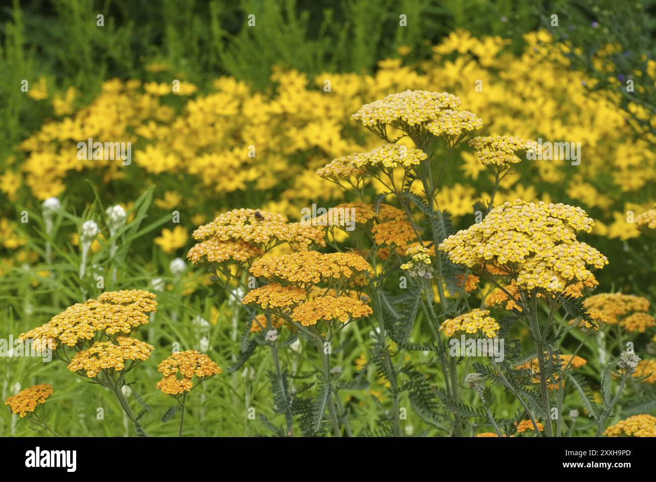 Fernblatt-Schafgarbe im Garten, Sorte Terracotta, gelbe Fernblatt-Schafgarbe im Garten, Sorte Terracotta Stockfoto