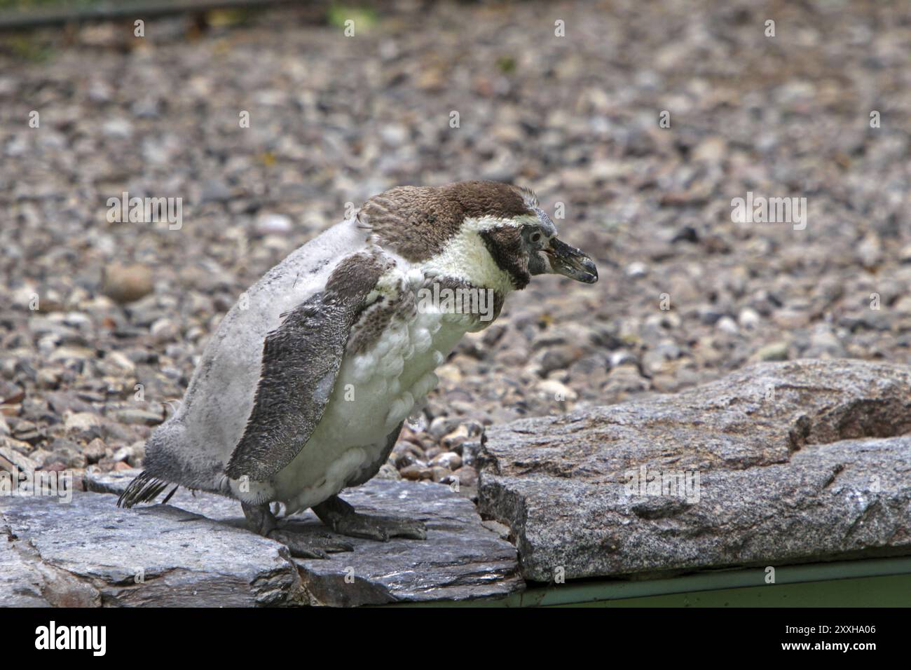 Humboldtpinguin im Maul Stockfoto